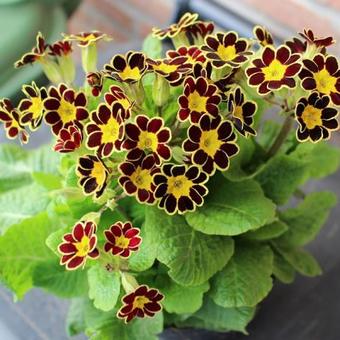 Primula elatior 'Mister Gold Lace'