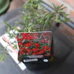 Helianthemum 'Supreme' - 