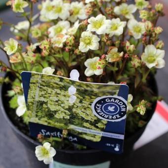 Saxifraga x arendsii 'TOURAN Limegreen'