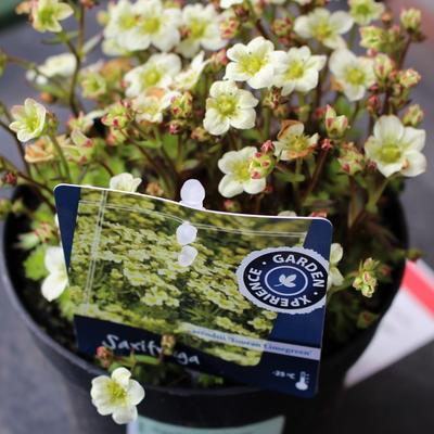 Saxifraga x arendsii 'TOURAN Limegreen' - 