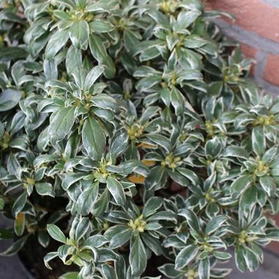 Rhododendron 'Silver Queen' - 