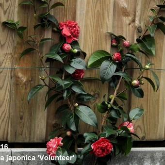 Camellia japonica 'Volunteer'