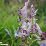 Corydalis solida - Corydale à bulbe plein