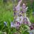 Corydalis solida