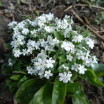 Myosotis sylvatica 'Mon Amie White' - 