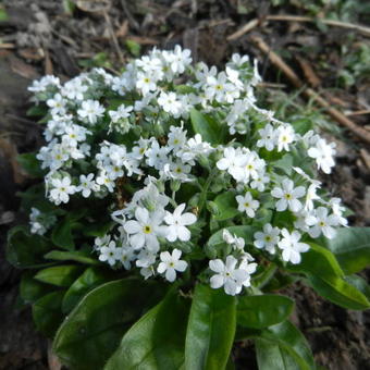 Myosotis sylvatica 'Mon Amie White'