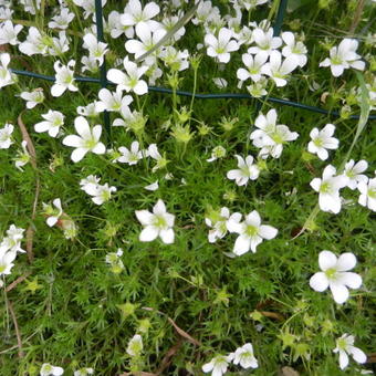 Saxifraga hypnoides