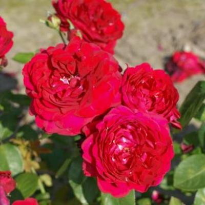 Rosa 'Capricia Renaissance'  - 