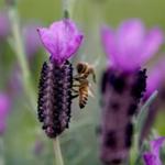 Lavandula stoechas 'Greek Mountain' - 