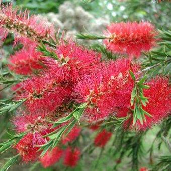 Callistemon citrinus 'Splendens'