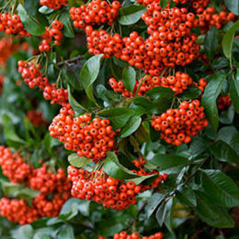 Pyracantha 'Mohave'