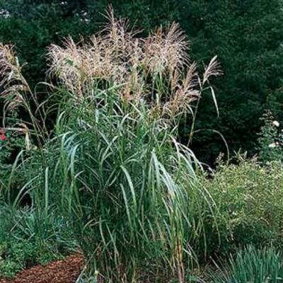 Miscanthus sinensis 'Silberfeder' - Miscanthus sinensis 'Silberfeder'