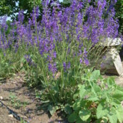 Salvia pratensis - 