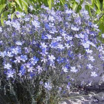 Linum perenne 'Saphir'