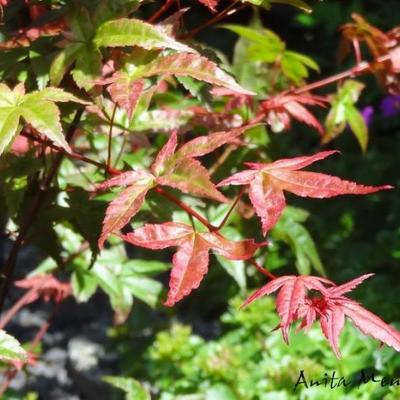 Acer palmatum 'Beni maiko'