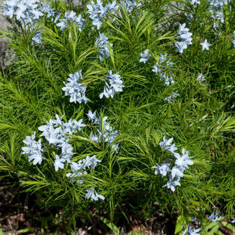 Amsonia ciliata