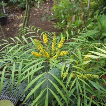 Mahonia eurybracteata 'Soft Caress'