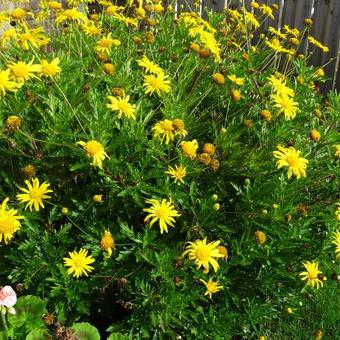 Euryops chrysanthemoides