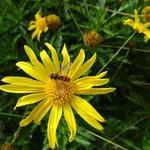 Euryops chrysanthemoides  - 