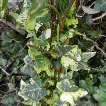 Hedera helix 'Midas Touch'