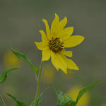 Helianthus giganteus 'Sheila's Sunshine' - 