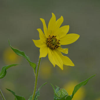 Helianthus giganteus 'Sheila's Sunshine'