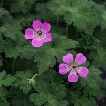 Geranium 'Sylvia's Surprise'