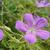 Geranium 'Nimbus'