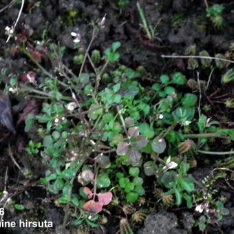 Cardamine hirsuta