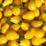 Lycopersicon esculentum 'Yellow Pearshaped' - 