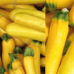 Cucurbita pepo 'Golden Glory' F1  - 