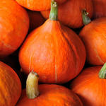 Cucurbita pepo 'Potimarron' - 