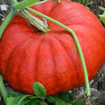 Cucurbita maxima 'Rouge Vif d'Etampes' - 