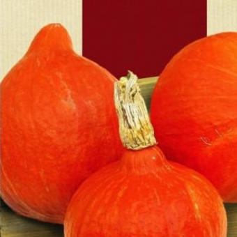 Cucurbita maxima 'Red Kuri'