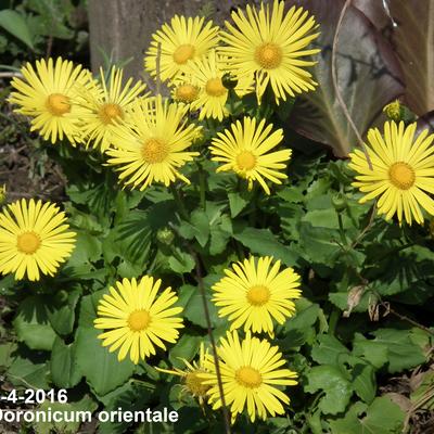 Doronicum orientale - Kaukasus-Gämswurz