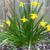 Crocus tommasinianus 'Ruby Giant'