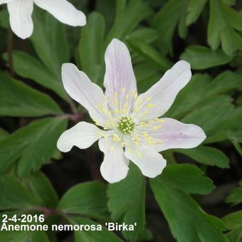 Anemone nemorosa 'Birka'