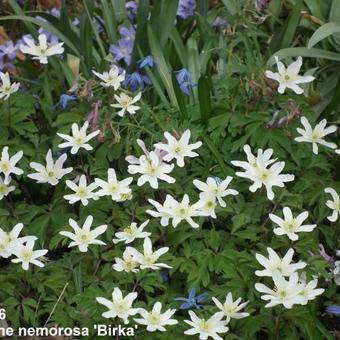 Anemone nemorosa 'Birka'