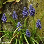 Muscari botryoides - Kleine Traubenhyazinthe