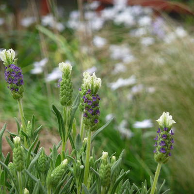 Lavandula stoechas 'Madrid Blue' - 