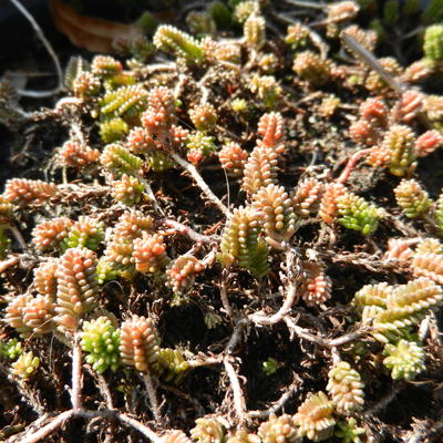 Sedum sexangulare - Sedum sexangulare