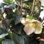 Helleborus x sahinii 'Winterbells' - 