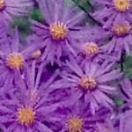 Aster amellus 'Rudolf Goethe' - 