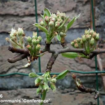 Pyrus communis 'Conference'