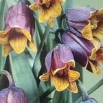 Fritillaria assyriaca - 