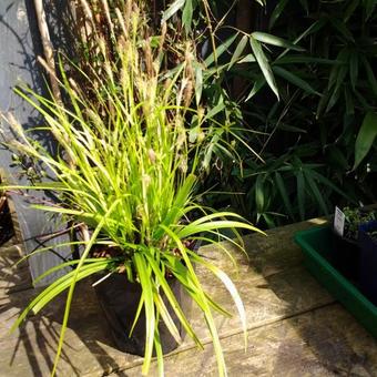 Carex oshimensis 'Everillo'