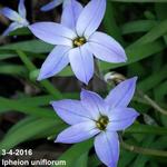 Ipheion uniflorum - Tristagma uniflorum