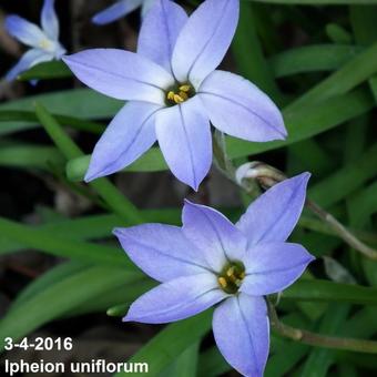 Ipheion uniflorum