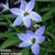 Ipheion uniflorum