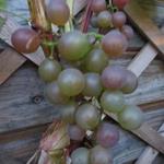 Vitis vinifera 'Roland' - 